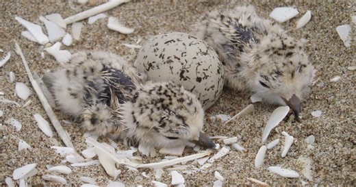 State Parks warns beachgoers of restrictions during snowy plover nesting season