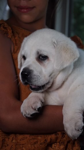 . Handsome and inquisitive. His bright eyes show such innocent curiosity. Major puppy fever over here:) • • • #englishlabrador #puppy #whiteenglishlab #labbreeder #englishlab #labrador #fyp #fypage #whitelab #lablove #labradorphotography | Hickory Bluff Labradors LLC