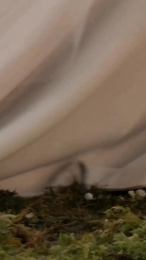 15K views · 770 reactions | #twilightkri #twilightjava #twilightfns #twilghtnight #twilighters | Eternal Moonlight | Facebook