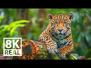 Ultimate African Wildlife 8K ULTRA HD: Leopards • Relaxing Music and Nature Sounds 8K TV