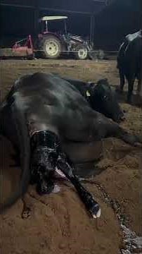 Miracle of Life Calf Being Born 🐄✨ Beautiful Farm Moment
