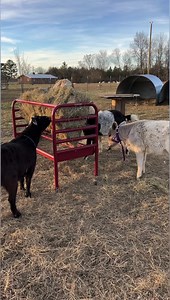 33K views · 3.1K reactions | Supper time here on the farm. #farmpets #farmlife #coghillfarm #farm | Cog Hill Farm | Facebook