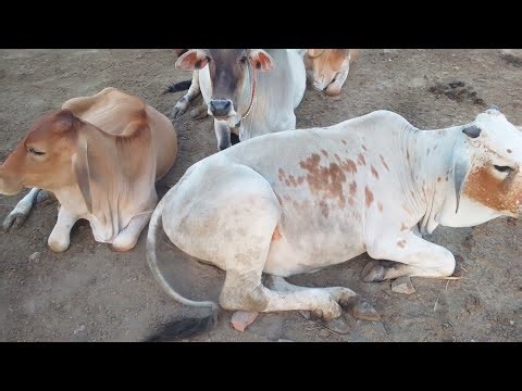 "Beautiful Cows Walking Together | Traditional Village Cattle Gathering"
