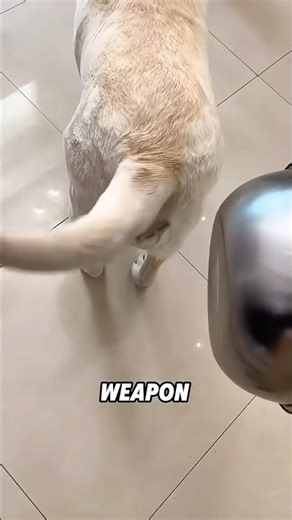 Labrador dog have a special tail? 🐶