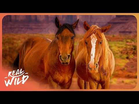 How Australia's Wild Horses Survive In Harsh Desert Environments