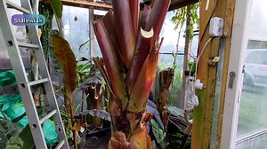 4.6K views · 131 reactions |  Wykopywanie 9 letniego bananowca ensete ventricosum maurelii. Zimowanie pora  Gigantyczna roślina kurde co i to w Polsce w Gminie Markusy. #bananowiec #ensete #ventricosum #maureli #maurelii #wykopywanie #poradnik #porady #ogrodnicze #uprawa #stalewiak #ogrod #przydomowy | Sławek Bor | Facebook