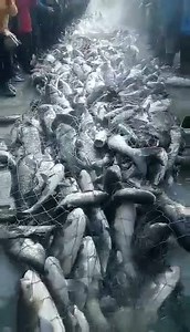 472K views · 6.6K reactions | Fishing time comes for north China. | That is China | Facebook