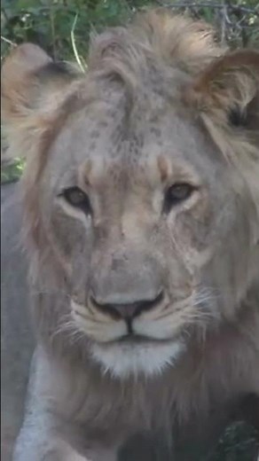 Watch: Young Male Lion Gets the Hiccups