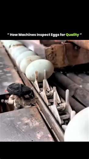 The Fact IO on Instagram: "In commercial egg processing, machines inspect eggs for cracks, deformities, and other defects using visual sensors and mechanical arms. Eggs identified as damaged or unsuitable for retail are gently removed from the conveyor line for disposal or use in by-products. This process ensures that only safe, high-quality eggs reach consumers. #facts #knowledge #farming #history #technology tech fyp"