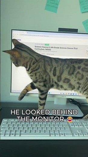 My Cat Tried to Catch the Mouse on the Screen 😂