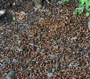 Here's What 1.5 Million Cicadas Looks Like