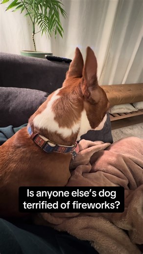 How to Comfort Your Dog During Fireworks on New Year's Eve