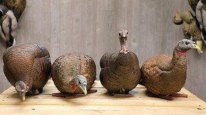 24K views · 157 reactions | DECOY COMPARISON VIDEO We compare two of the most poplar turkey decoys; side by side. #turkeyseason #turkeyhunting #decoys #rogerssportinggoods | Rogers Sporting Goods | Facebook