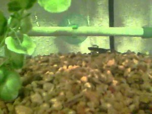 Tropical fish tank simple set up 10 gallon tank