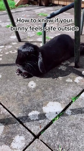 Understanding Rabbit Behavior: The Meaning of a Bunny Sploof