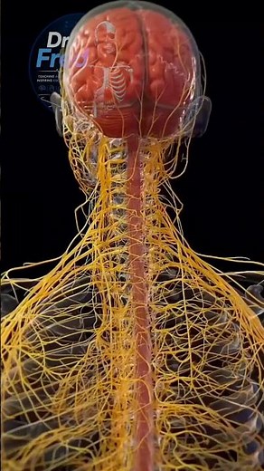 the human nervous system: your body's control center