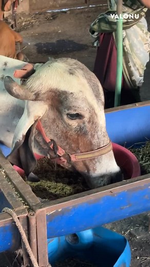 લોકો શુદ્ધતા શુદ્ધતા બોવ કરતા હોઈ છે પણ સાચી શુદ્ધતા ફેક્ટરી માં ના હોઈ અમારી તો આયાથી જ ચાલુ થાઈ છે 🐄 Mithai no Khajano, Gujarati Sweets, Traditional Mithai, Pure Ghee Sweets, Fresh Mithai Daily, Authentic Taste, Indian Sweets Shop, Best Dairy in Ahmedabad, Diwali Sweets Collection, Sweet Shop Near Me, Taste of Gujarat, Premium Sweets, Sweet Lovers . . #dairyproducts #dairylove #traditionalsweets #gujaratifood #indiansweets | Valonu Dairy Farm