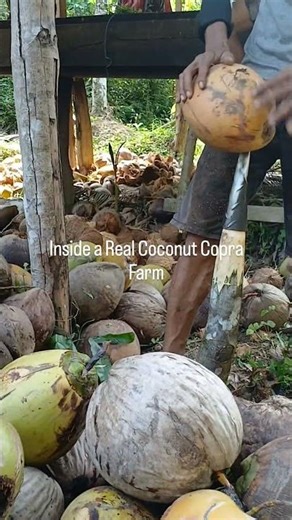 #CopraMaking #TraditionalProcess #CoconutFarm #RuralLife #FarmWork