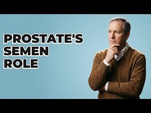 What Is the Prostate's Role in Semen Production?