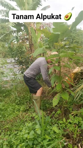 39 reactions · 15 comments | Alpukat 陋 Aligator ... perawatannya mudah,banyak manfaat kaya akan Nutrisi欄陋 | Majri M | Facebook