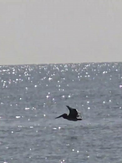 Pelican Flying over Ocean