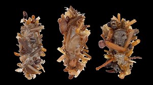 This Newly-Identified Carnivorous Caterpillar Wears the “Bones” of Its Prey