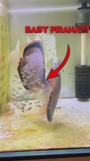 You Won't Believe How Discus Fish Feed Their Babies😱🍼 #shorts #fish #animals