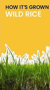 How Wild Rice is Grown