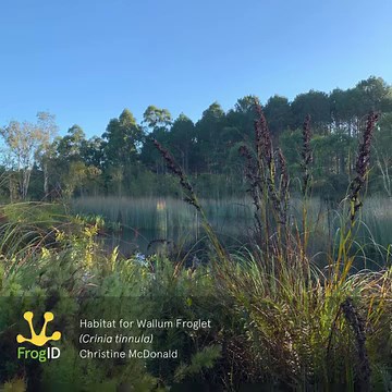 44 reactions · 4 comments | Christine’s #FrogID recording from Bribie Island QLD captures the magical sounds of a misty morning, featuring the Wallum Froglet (Crinia tinnula). Your #FrogID recordings are invaluable for understanding and conserving our frog species. Please keep them coming, and thanks, Christine!  | Frog ID | Facebook