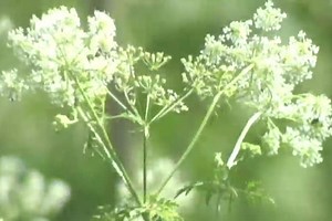Pasture Weeds: Most Toxic to Horses