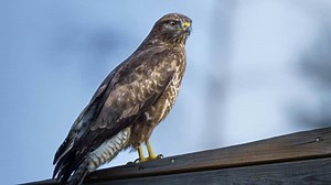 Buzzards Day 2026: 7 Surprising Facts About These Powerful Birds Of Prey You Should Know