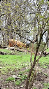 9.3K views · 21K reactions | I say every cow has a story, some more...