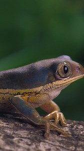 Multicolor frog closing its eyes, closeup shot - Free Stock Video