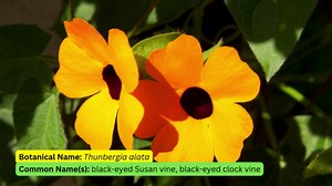 These Beautiful Perennial Vines Bring Flowers Year After Year