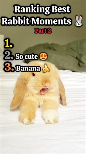Ranking Best Rabbit Moments 🐰 | Part 2 |