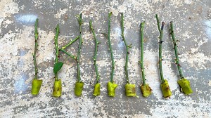 Garden & House V&N on Reels