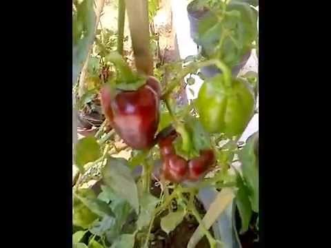 Growing Paprika in Small Containers.