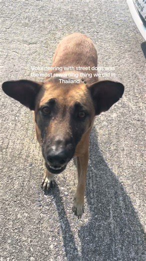 A big part of our time in Thailand was spent helping out with street dogs. Something we’ll never forget 🐾 #streetdog #straydog #thailand #volunteer #dog #travel #volunteering