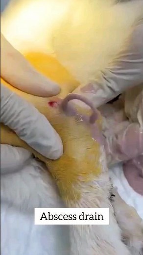 large abscess drainage in Cat #veterinary