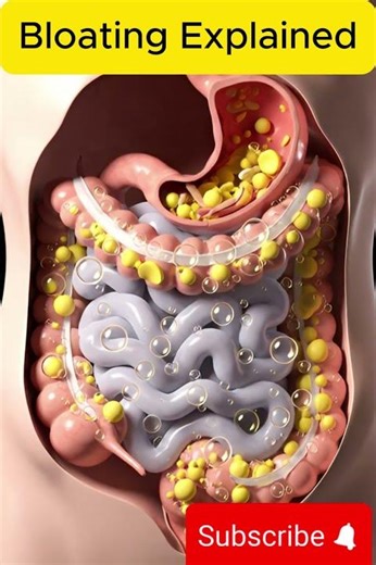 Bloating Explained | Why Your Stomach Feels Swollen After Eating #anotomy #pregnant #humanbodysystem