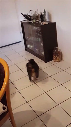 Finneroni looks cute but he has a devil inside :D #shorts #cat #animals #cute #memes #meow