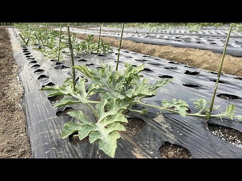 [How to Grow and Cultivate Watermelons] How to Grow Watermelons Without Failure (Pinching the Mai...