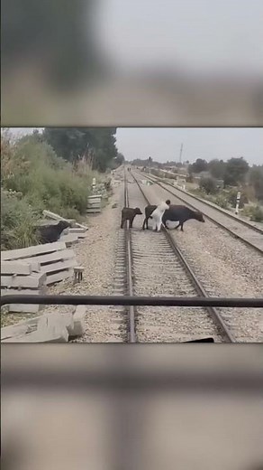 He Ran in Front of a Train to Save Cows! 🚆🐄