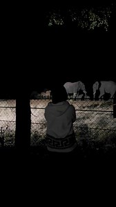 Magical Punda Maria 🌱 #KrugerNationalPark #krugerpark #punda #pundamaria #camping #camp #campinglife #elephant #africa #southafrica #africanelephant #nature #naturelovers #naturephotography #wild #wildlife #wildanimals #fypシviralシ2024 #fypシ゚viralシ #fypシ゚ #safari #safariadventure #fyp #kruger | Esther Boshoff