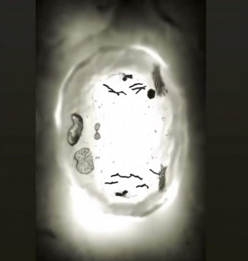 The incredible dance of cell division. #coolscience
