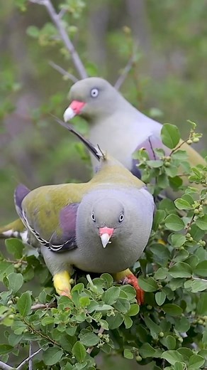 Have you ever seen a green pigeon? Meet the African green pigeon - the fruit Acrobats and Forest Farmers of Africa Their olive-green plumage blends seamlessly into foliage, making them virtually invisible to predators. They also move clumsily on branches, further mimicking leaves swaying in the wind. This stealthy tactic allows them to feast on fruits and berries undisturbed, leaving them as elusive as forest phantoms. Unlike their seed-pecking cousins, African Green Pigeons have a unique way of