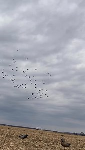 28 reactions | This 閭 or That 歷?? . . . #hunting #whitetail #rut #archery #archeryhunting #huntingseason #tinks#matthewsarchery #psearchery #realtree#outdoorphotography #wildlifephotography #hunter #whitetaildeer #whitetailbuck #deer #deerseason #illinois #whitetailsandwaterfowl | Whitetails & Waterfowl | Facebook