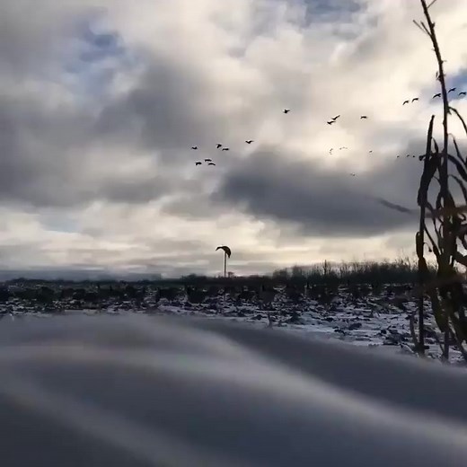 7K views · 269 reactions | Duck Hunting video ❤️ #huntingmaster #hunting #duckhunting #reelviral #reel #shots | Hunting master | Facebook