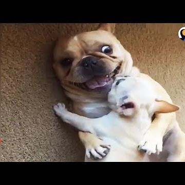 Hilarious French Bulldog Gets New Baby Brother | The Dodo