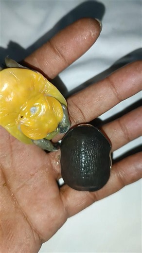 🐢 Cute Baby Turtle 🐢 | Amazing Baby Turtle Video | Adorable Turtle Moments #Shorts